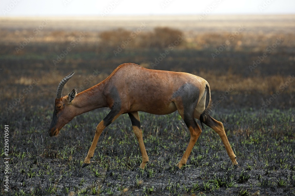 Topi (Damaliscus jimela), antelope traversing the savannah after a fire, Serengeti National Park, Tanzania, Africa Topi (Damaliscus jimela), antelope traversing the savannah after a fire, Serengeti National Park, Tanzania, Africa