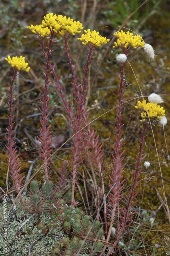 Obraz premium Petite stonecrop (Sedum rupestre subsp. Forsterianum) Vandee, France, Europe