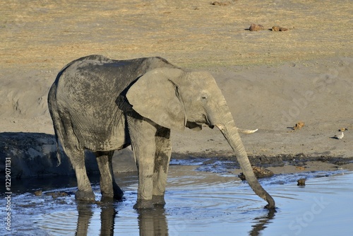 African bush elephants (Loxodonta africana) drinking at Somalisa waterhole, Hwange National Park, Matabeleland North, Zimbabwe, Africa photo