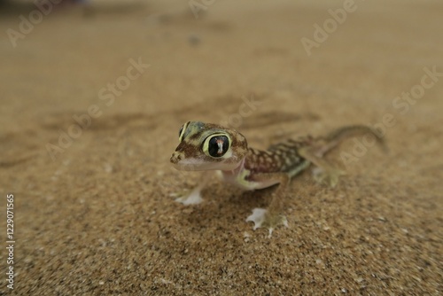 Namib Gecko, web-footed gecko or Palmato-Gecko (Pachydactylus rangei), Namib Desert in Swakopmund, Namibia, Africa