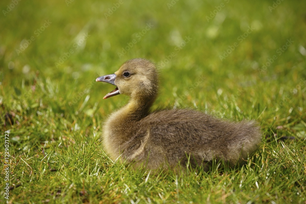 Greylag goose (Anser anser), chick sitting in meadow, Schleswig-Holstein, Germany, Europe Greylag goose (Anser anser), chick sitting in meadow, Schleswig-Holstein, Germany, Europe
