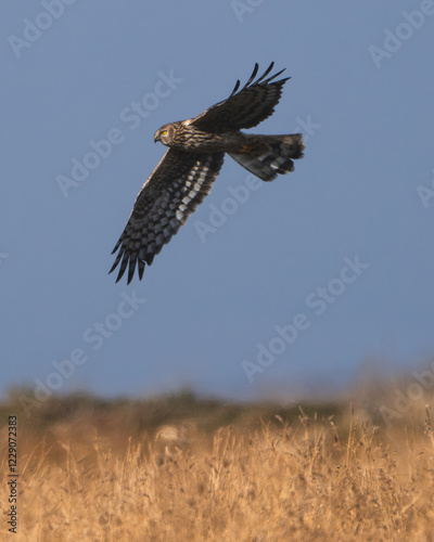 Female Hen harrier flying over reeds