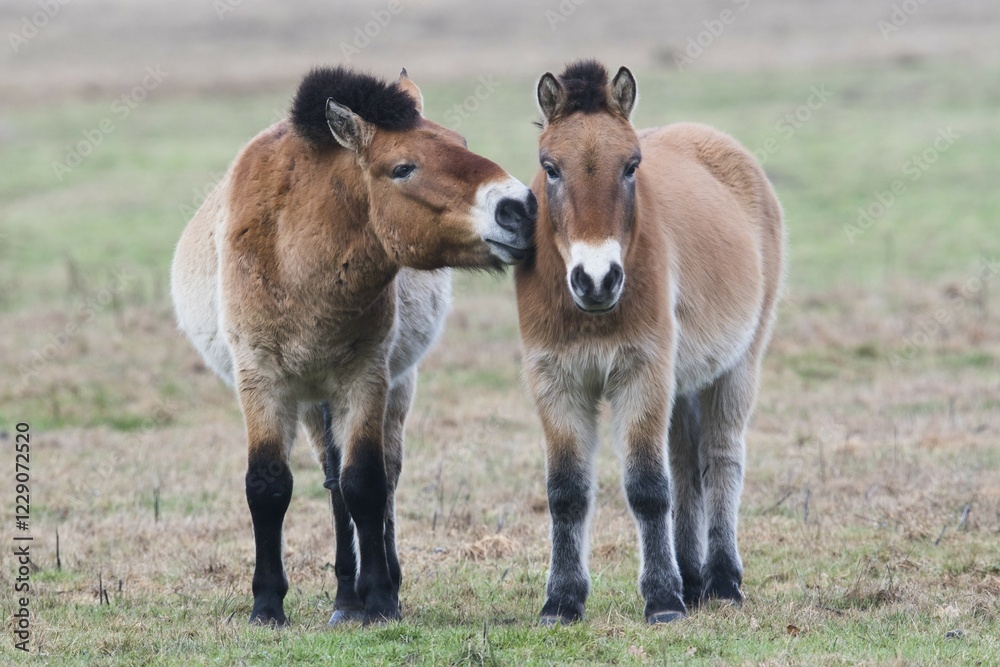 Przewalski's horses (Equus ferus przewalskii) get a whiff of each other, Emsland, Lower Saxony, Germany, Europe Przewalski's horses (Equus ferus przewalskii) get a whiff of each other, Emsland, Lower Saxony, Germany, Europe