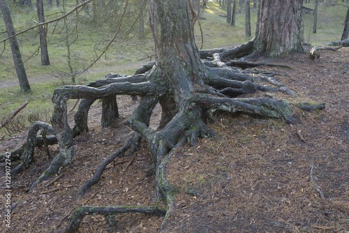 Aerial roots in a pine tree forest, planted to stop a sand drift during the 19th century, Ystad, Sweden, Europe photo