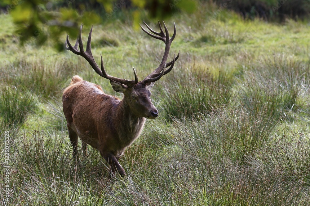 Red deer (Cervus elaphus) at rutting season runs over a meadow, Schleswig-Holstein, Germany, Europe Red deer (Cervus elaphus) at rutting season runs over a meadow, Schleswig-Holstein, Germany, Europe