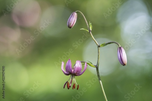 Martagon lily (Lilium martagon), Hesse, Germany, Europe