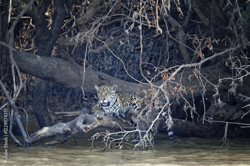 Young jaguar (Panthera onca) on a branch over Cuiaba river, Pantanal, Mato Grosso State, Brazil, South America photo