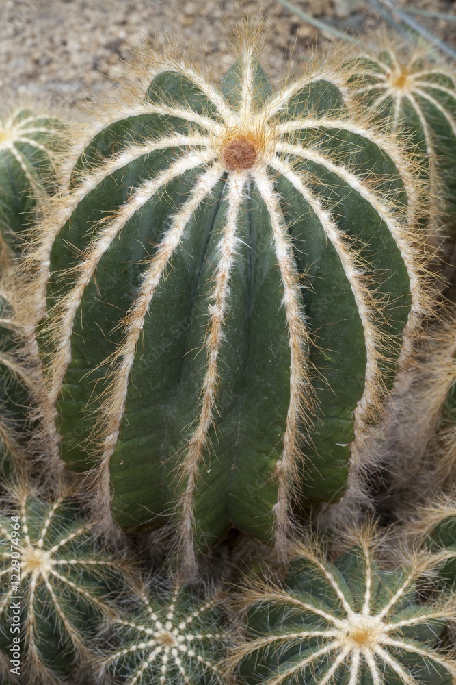 Cacti (Parodia magnifica, syn. Notocactus magnificus), native to southern Brazil, Rio Grande de Sol Cacti (Parodia magnifica, syn. Notocactus magnificus), native to southern Brazil, Rio Grande de Sol