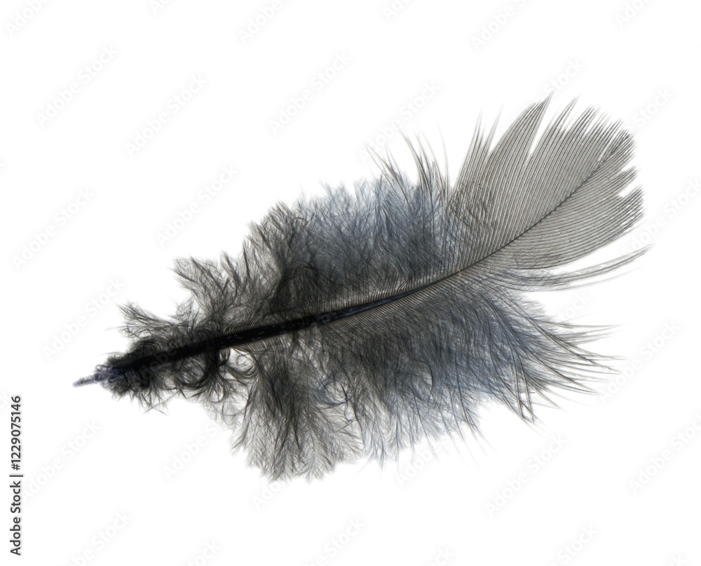 Ruffled feather, isolated on white background