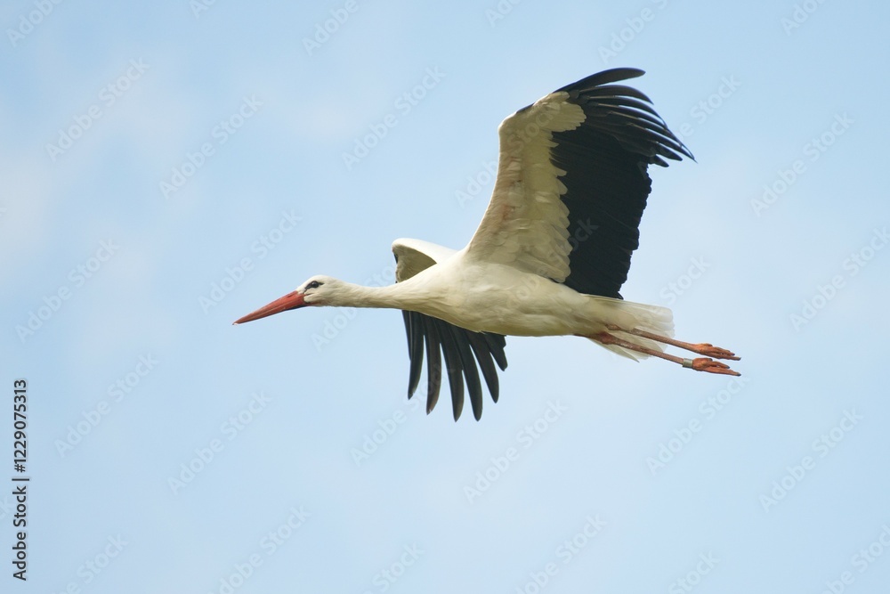 White stork (Ciconia ciconia) in flight, North Rhine-Westphalia, Germany, Europe White stork (Ciconia ciconia) in flight, North Rhine-Westphalia, Germany, Europe