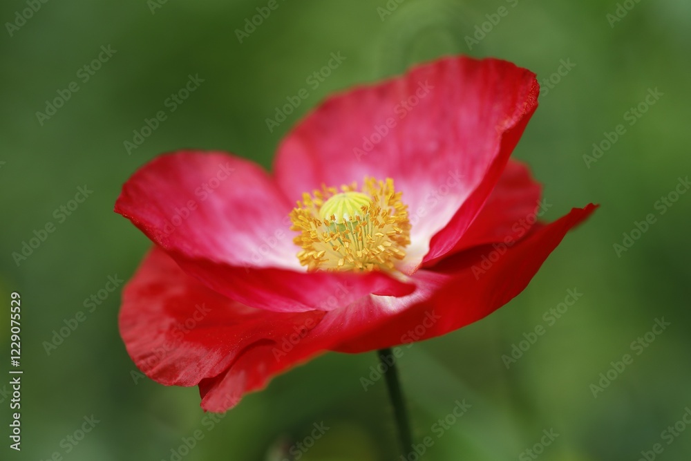 Flowering red Poppy (Papaver), stamens and pistils, Schleswig-Holstein, Germany, Europe Flowering red Poppy (Papaver), stamens and pistils, Schleswig-Holstein, Germany, Europe