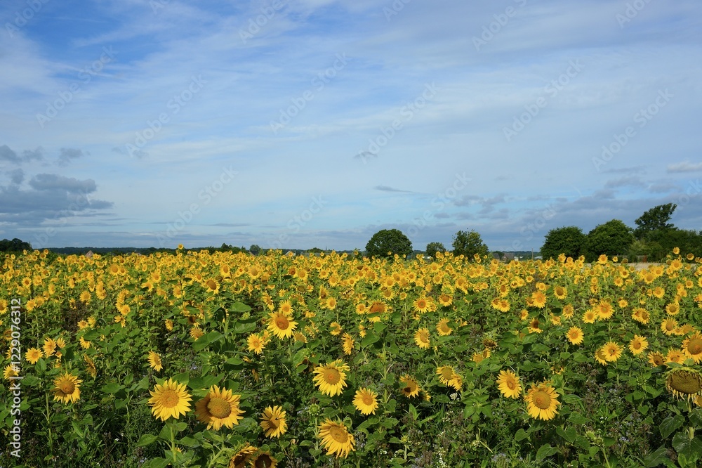 Sunflower field (Helianthus annuus), North Rhine-Westphalia, Germany, Europe