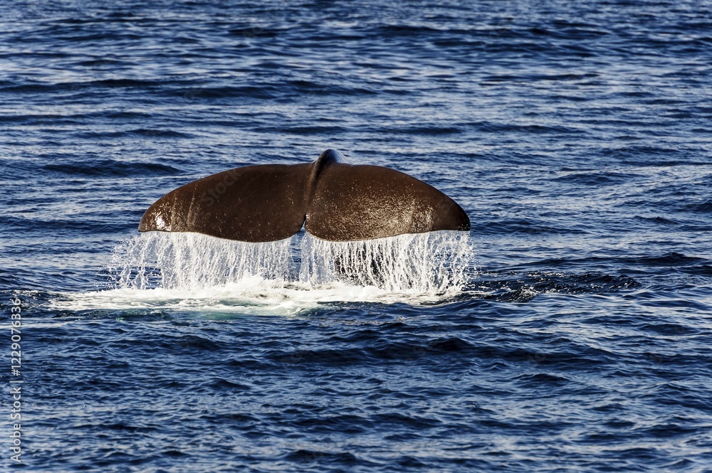 tail fin of a sperm whale (Physeter catodon or Physeter macrocephalus), Andenes, Andøya, Vesteralen, Norway, Europe