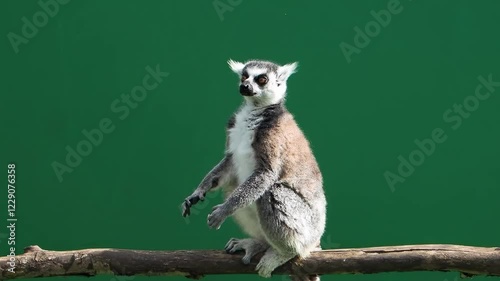 lemur rises on hind legs on green screen slow motion