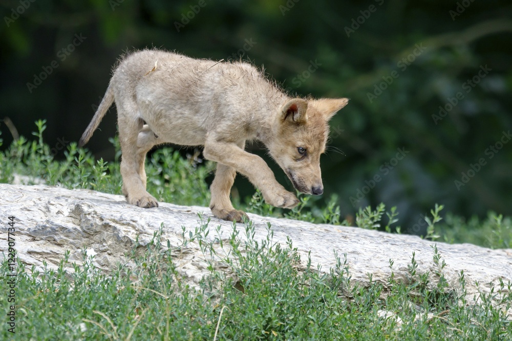 Fototapeta premium Algonquin wolf (Canis lupus lycaon) puppy runs on rock, captive, Germany, Europe