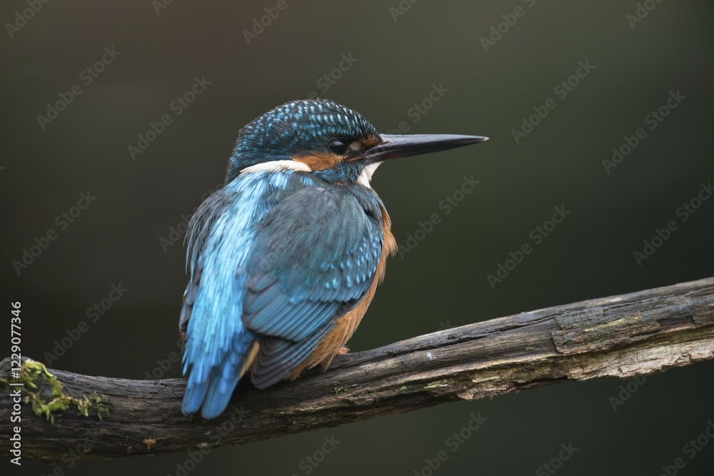Fototapeta premium Eurasian kingfisher (Alcedo atthis) sitting on tree branch, male, Emsland, Lower Saxony, Germany, Europe