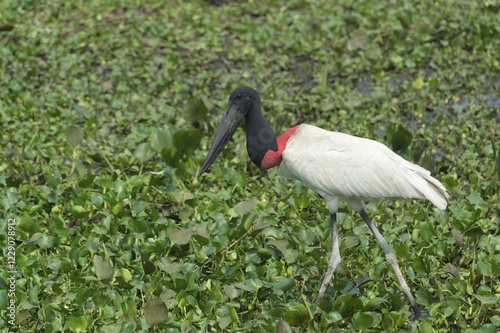 Jabiru (Jabiru mycteria), wading amongst Water Hyacinth (Eichhornia crassipes), Pantanal, Mato Grosso, Brazil, South America photo