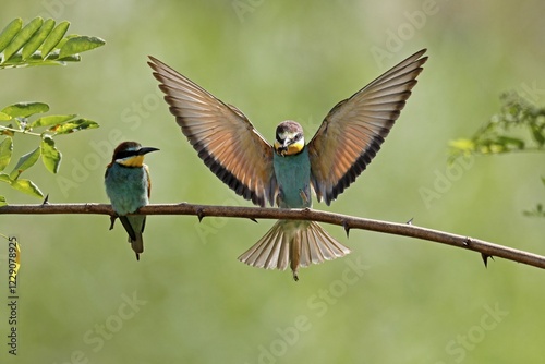 Two Bee-eaters (Merops apiaster) are sitting on branch, breeding season, Rhineland-Palatinate, Germany, Europe photo