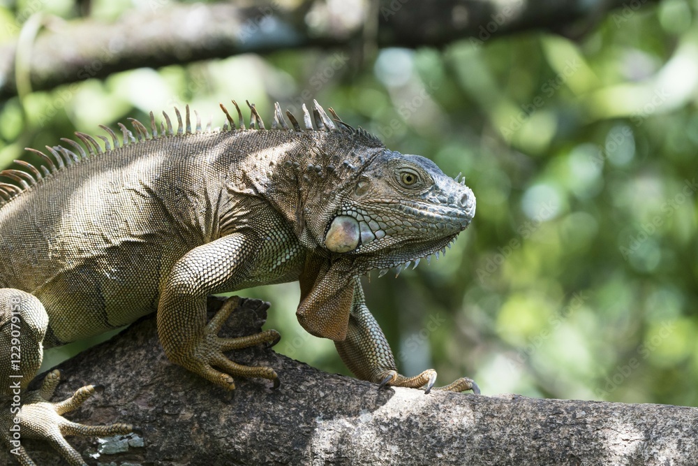 Obraz premium Green Iguana (Iguana iguana) climbing on tree, Costa Rica, Central America