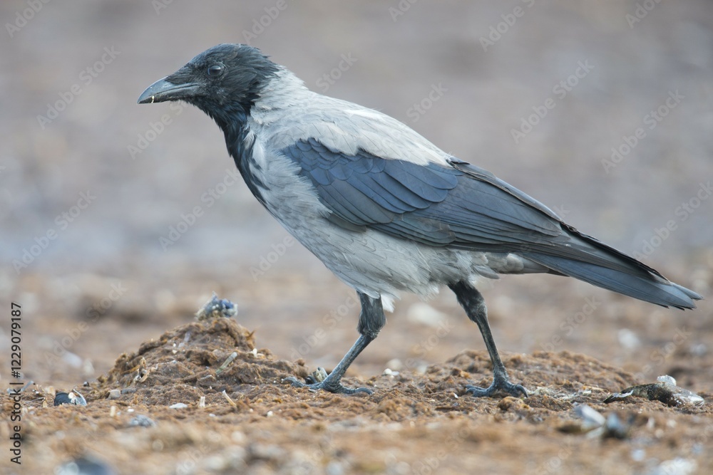 Hooded crow (Corvus corone) in Darss, Mecklenburg-Western Pomerania, Germany, Europe Hooded crow (Corvus corone) in Darss, Mecklenburg-Western Pomerania, Germany, Europe