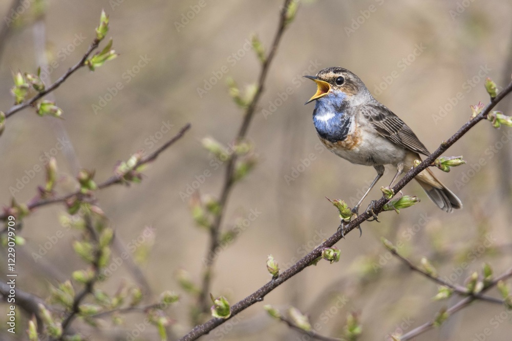 Bluethroat (Luscinia svecica) sitting on a branch, singing, Emsland, Lower Saxony, Germany, Europe Bluethroat (Luscinia svecica) sitting on a branch, singing, Emsland, Lower Saxony, Germany, Europe