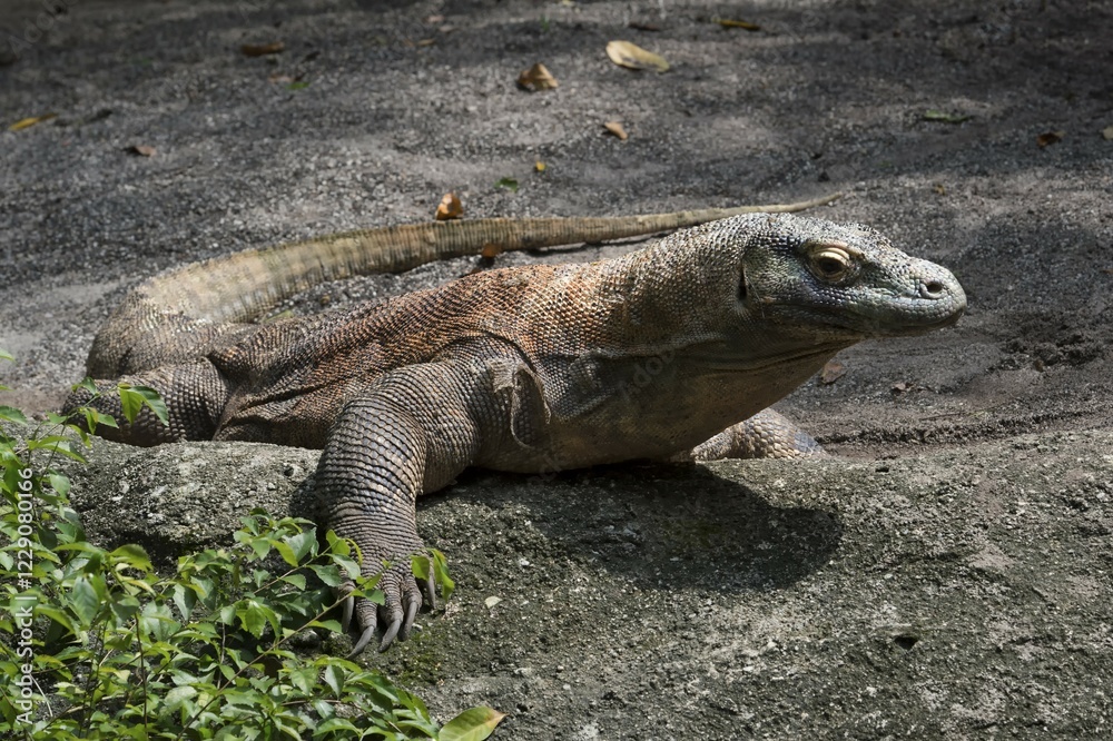 Komodo Dragon (Varanus komodoensis), captive Komodo Dragon (Varanus komodoensis), captive