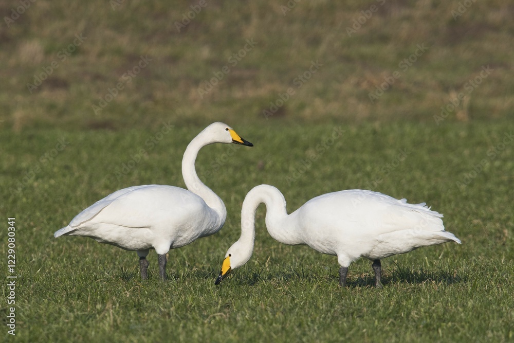 Whooper swans (Cygnus cygnus), Emsland, Lower Saxony, Germany, Europe Whooper swans (Cygnus cygnus), Emsland, Lower Saxony, Germany, Europe