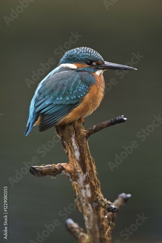 Eurasian kingfisher (Alcedo atthis) sitting on tree branch, male, Emsland, Lower Saxony, Germany, Europe