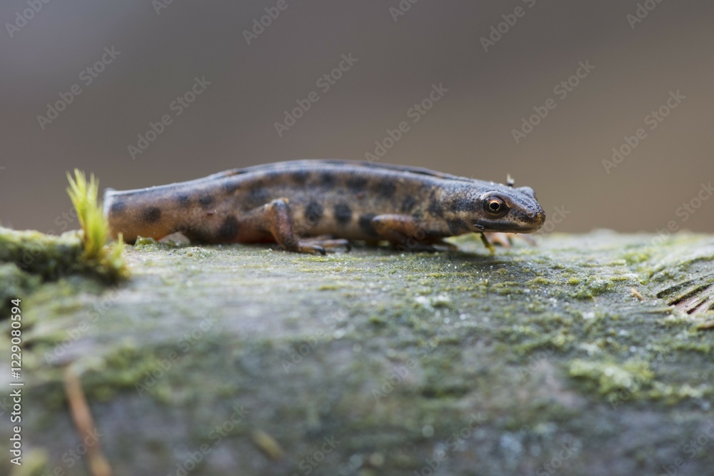 Common newt (Lissotriton vulgaris), sits on deadwood, Emsland, Lower Saxony, Germany, Europe Common newt (Lissotriton vulgaris), sits on deadwood, Emsland, Lower Saxony, Germany, Europe