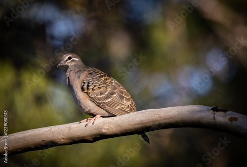 Common bronzewing pigeon (Phaps chalcoptera) perched in a tree. photo