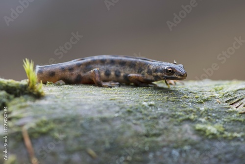 Common newt (Lissotriton vulgaris), sits on deadwood, Emsland, Lower Saxony, Germany, Europe photo