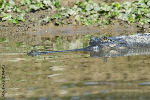 Gharial or gavial (Gavialis gangeticus) in water, critically endangered species, Crocodylidae, Chitwan National Park, UNESCO World Heritage Site, Nepal, Asia photo
