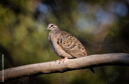 Common bronzewing pigeon (Phaps chalcoptera) perched in a tree.