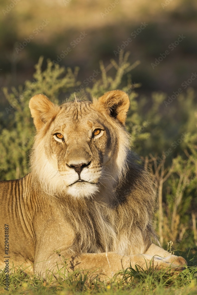 Lion (Panthera leo), male, resting, portrait, Kalahari Desert, Kgalagadi Transfrontier Park, South Africa, Africa