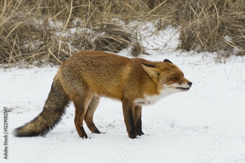 Red fox (Vulpes vulpes) in the snow, aggressive behaviour, North Holland, Netherlands photo