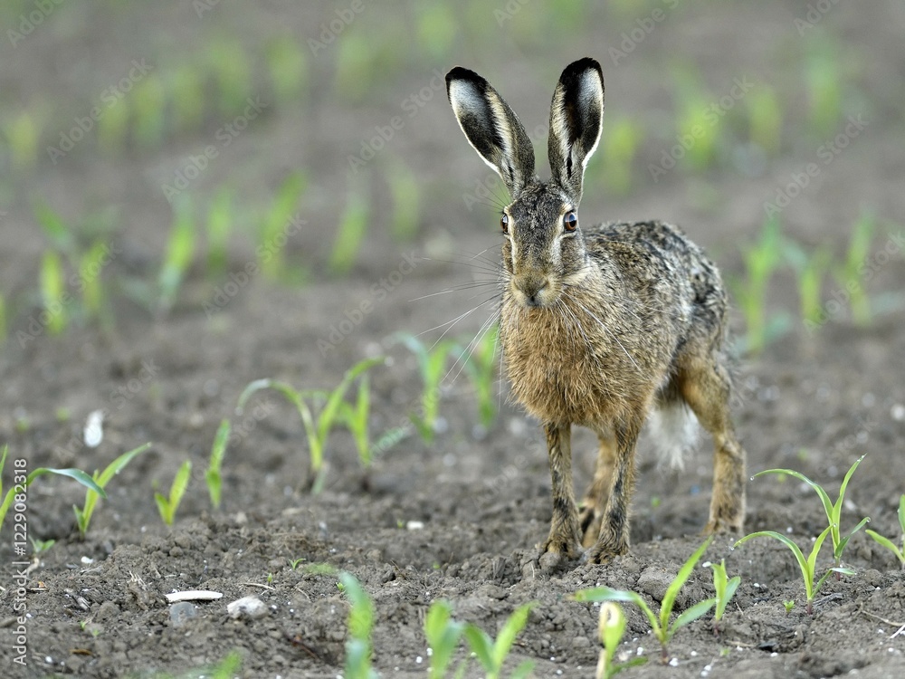 European hare (Lepus europaeus), between young plants in a corn field, North Rhine-Westphalia, Germany, Europe European hare (Lepus europaeus), between young plants in a corn field, North Rhine-Westphalia, Germany, Europe