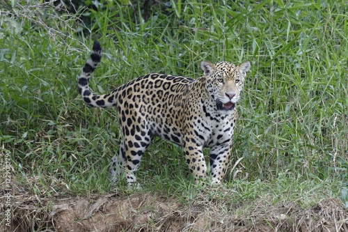 Young jaguar (Panthera onca) on riverbank, Cuiaba river, Pantanal, Mato Grosso State, Brazil, South America photo