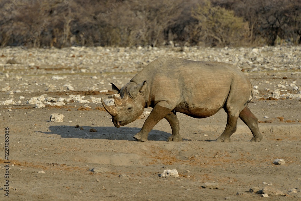 Fototapeta premium Hook-lipped rhinoceros or Black rhinoceros (Diceros bicornis), Chudop, Etosha National Park, Namibia, Africa