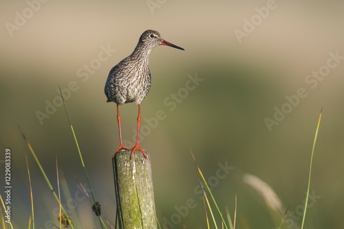 Common redshank (Tringa totanus), standing on a stake, Emsland, Lower Saxony, Germany, Europe
