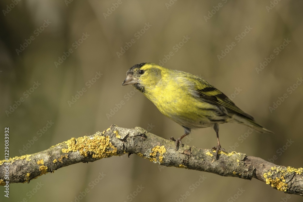 Siskin (Carduelis spinus), male on branch, Germany, Europe Siskin (Carduelis spinus), male on branch, Germany, Europe