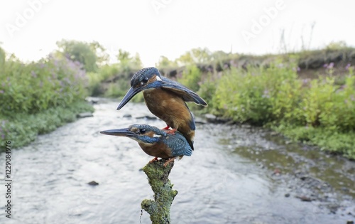 Common kingfishers (Alcedo atthis) mating at the creek, Hesse, Germany, Europe photo