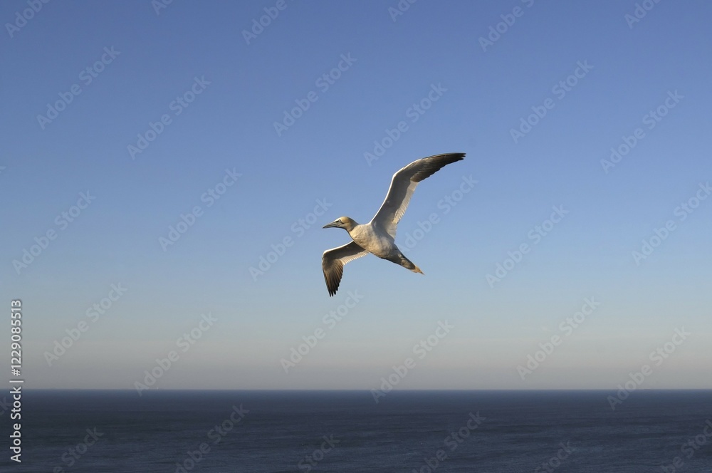 Northern Gannet (Sula bassana) in flight, Heligoland, Schleswig-Holstein, Germany, Europe Northern Gannet (Sula bassana) in flight, Heligoland, Schleswig-Holstein, Germany, Europe