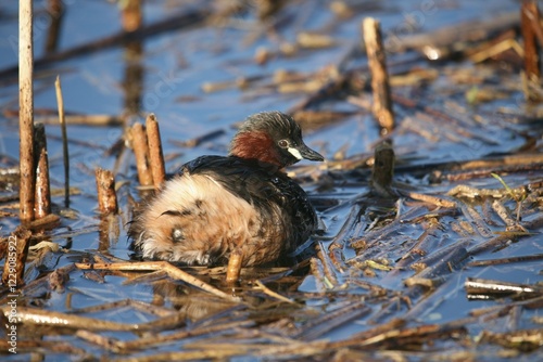 Little grebe, Dabchick (Tachybaptus ruficollis), Allgaeu, Bavaria, Germany, Europe photo