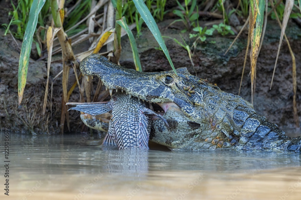 Fototapeta premium Yacare Caiman (Caiman yacare) devouring a fish, Cuiaba river, Pantanal, Brazil, South America