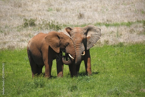 African bush elephants (Loxodonta africana), covered in red mud, Addo Elephant National Park, Eastern Cape, South Africa, Africa