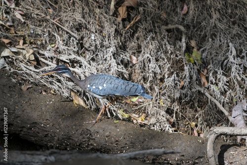 Sunbittern (Eurypyga helias), Boca Tapada, Costa Rica, Central America photo