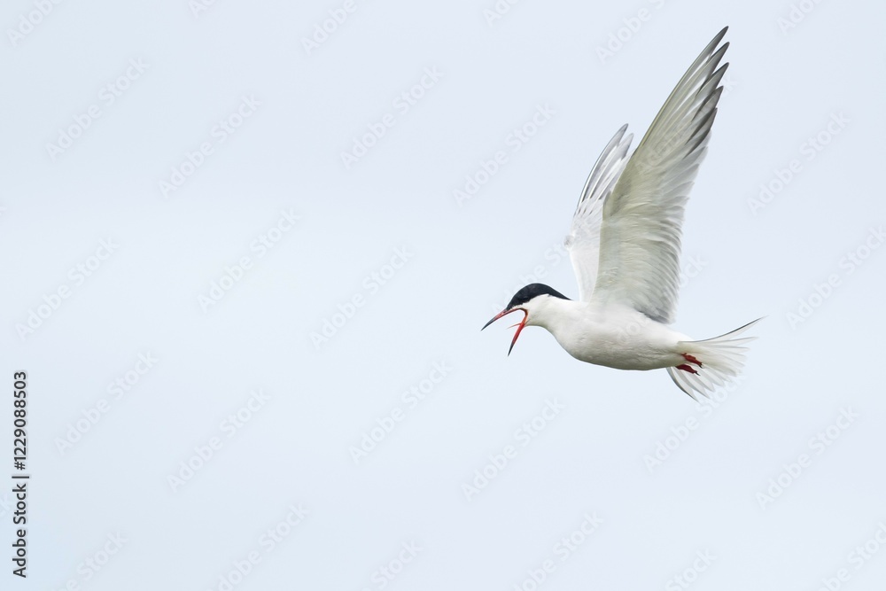 Fototapeta premium Common Tern (Sterna hirundo), in flight, Texel, North Holland, Netherlands