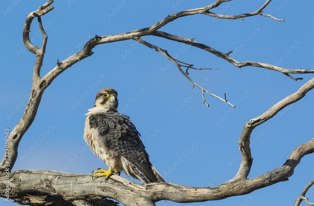 Obraz premium Lanner Falcon (Falco biarmicus), sitting on dry tree, Kalahari Desert, Kgalagadi Transfrontier Park, South Africa, Africa