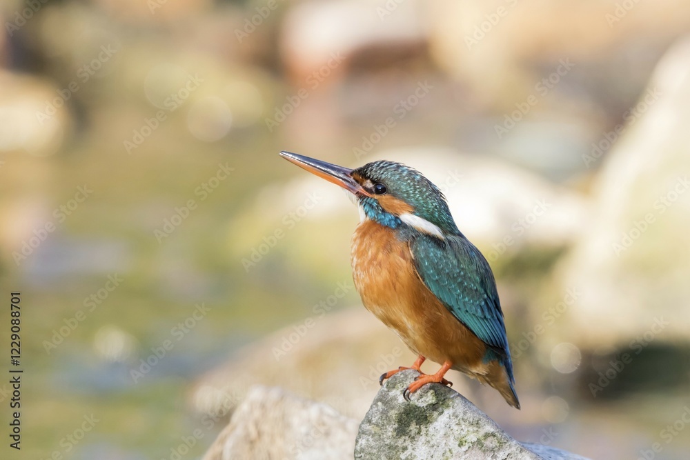 Fototapeta premium Kingfisher (Alcedo atthis) on stone, Hesse, Germany, Europe