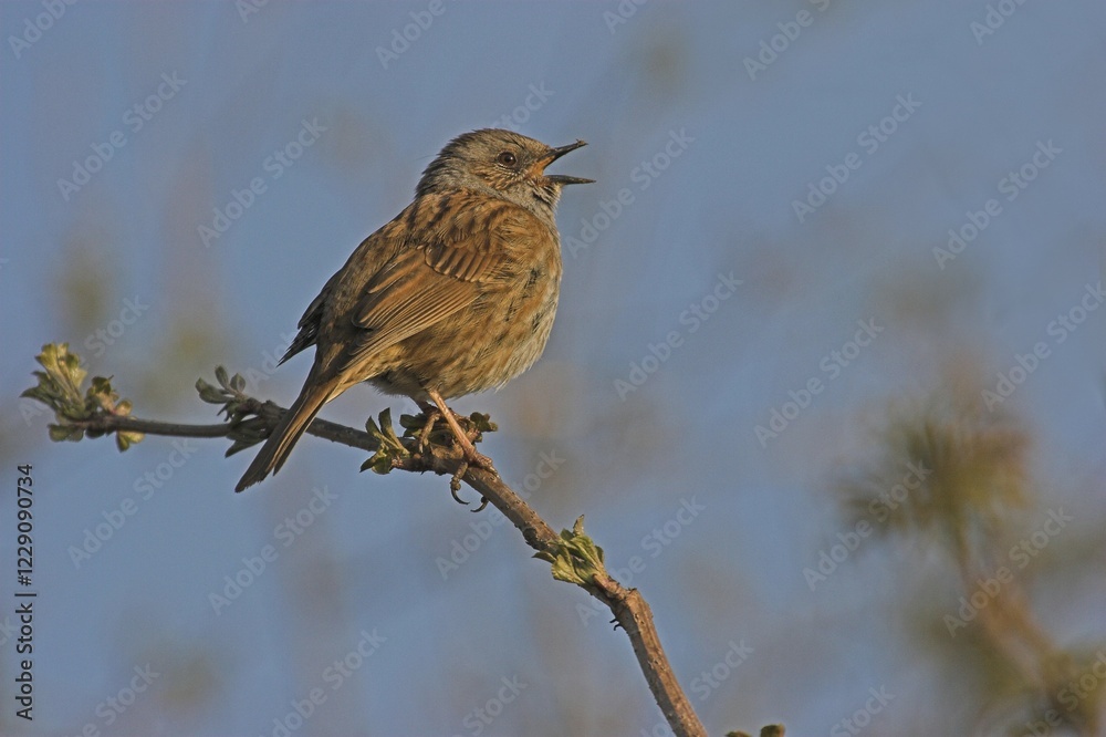 Obraz premium Singing Dunnock (Prunella modularis) on branch, Hesse, Germany, Europe